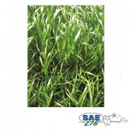 RAY GRASS 4/5A ANGLAIS...
