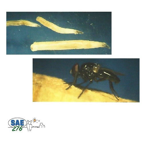BIOFLY ZONES HUMIDES "