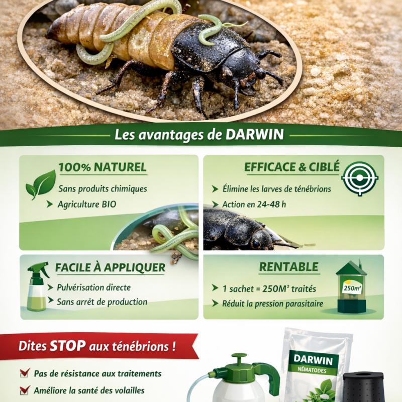 DARWIN ( Ténébrions ) 250 gr