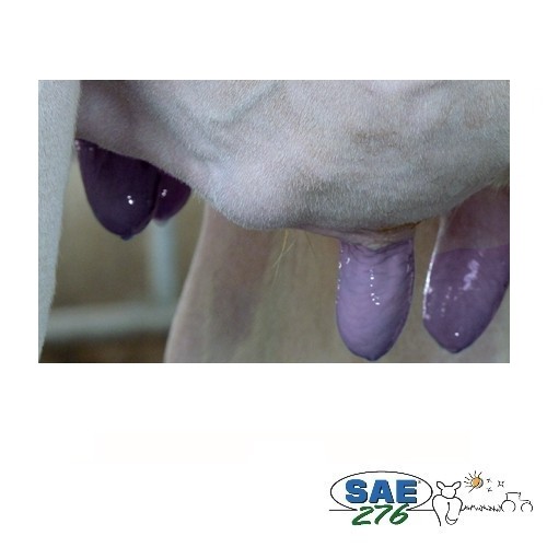 DIP PURPLE " D "