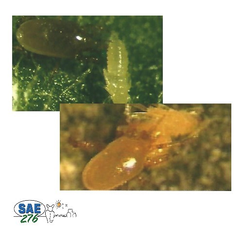 ENTOMITE 50 000 " Lutte biologique contre les mouches "